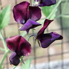 For best germination, sweet pea flower seeds need to be scarified before sowing. A Beginner S Guide To Growing Sweet Peas White Flower Farm S Blog