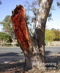 It is also known as eucalyptus rouge, forest red gum, murray red gum, red gum eucalyptus, and river medicinal properties of red gum eucalyptus. Ongzi S Secretgarden Eucalyptus Camaldulensis River Red Gum