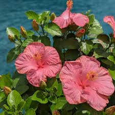 Image result for Hibiscus calyphyllus