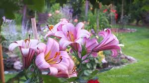 Lilien Im Garten 3 Thanks For Sharing Ogrodpodlasem Plants Garden Flowers Lilium