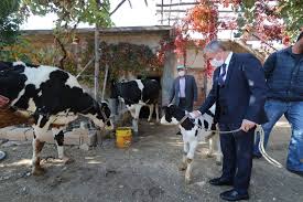 Sahinbey De Hayvan Yetistiricilerine Destek Surecek Gaziantep Haberleri