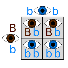 These stories show the importance of genetics and how it affects us as individuals and as a society. Recessive Genetics Alleles Genes Traits Expii