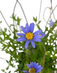 Image result for Felicia aethiopica