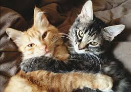 kizginlik donemi nasil atlatilir kizisan kedi nasil sakinlestirilir