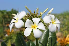 Pin On Hawaii Flowers Hawaii