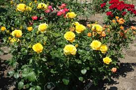 New decorative artificial fake yellow daisy flower 21 grass bush for house decoration type: Orange Yellow Pink And Red Rose Bushes In The Garden Stock Photo Picture And Royalty Free Image Image 131599410