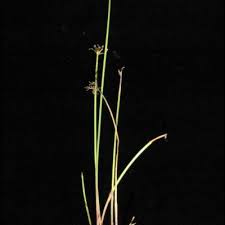 Image result for Cyperus denudatus