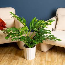 Image result for Bidens pinnatipartita