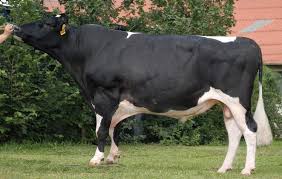 Inca de la inceput a vandut laptele. Cum Sa Faci Profit Si Cercetare In Acelasi Timp Statiunea De La Simnic Creste Vaci Din Rasa Holstein Friza Care Dau 50 L De Lapte Pe Zi Stiriagricole Ro