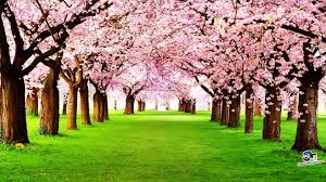 This hd wallpaper is about cherry blossom tree on cliff digital wallpaper, cherry blossom on cliff mountain, original wallpaper dimensions is 1920x1080px, file size is 278.43kb Cherry Blossom Wallpaper Background 1920x1080 Wallpaper Teahub Io