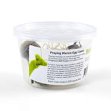 Do not handle your praying mantis during the molting stage. Biologic Company Inc Praying Mantis Egg Cases 2 Extra Large Cases Buy Online In El Salvador At Elsalvador Desertcart Com Productid 9608008