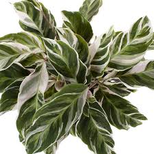 The calathea white fusion is a tropical house plant which can be quite difficult to care for, there are a few things you should keep in mind. Calathea Fusion White Calathea Variegata Kaufen Plantler