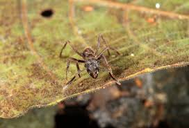 Image result for Antherotoma senegambiensis