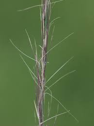 Image result for Aristida diffusa