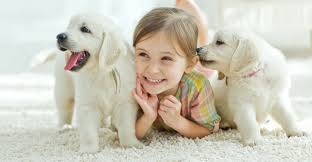 Hours may change under current circumstances Carpet Cleaning Knoxville Tn Affordable Carpet Cleaners In Knoxville Carpet Cleaning Knoxville Tn Drycon