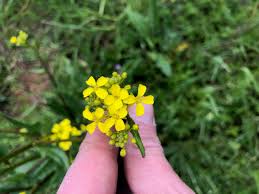 Image result for Berlinia orientalis