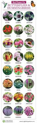 Classic colors include blue to purple hues, but also are available in red, white, pink, and others. Learn The Secret To Attracting Butterflies To The Garden With Our Post That Has A Detailed Infograp Flowers For Butterflies Hummingbird Garden Butterfly Plants