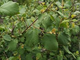 Image result for Cordia monoica