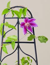 Image result for Clematis dolichopoda