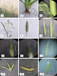 Image result for Bromus catharticus