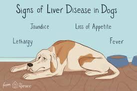 If you think your dog is suffering from liver disease, the best thing you can. How To Treat Liver Disease In Dogs