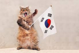 Why should you name your cat? 13 Cute Korean Cat Names You Ll Love I Discerning Cat