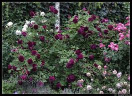 Munstead Wood Rose Photo Rose Photos Planting Roses Plants