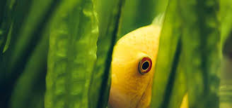 Image result for Syngonanthus exilis