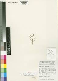 Image result for Eggelingia clavata