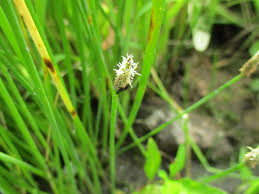 Image result for Fuirena welwitschii