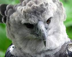 Harpy Eagle World S Largest Eagle Harpy Eagle Eagle Animals Wild Animals Pictures