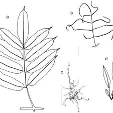 Image result for Didymoglossum erosum