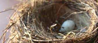 How To Stop Birds From Building Nests In Gutters Abc Blog