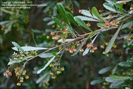 Hours may change under current circumstances Plantfiles Pictures Dodonaea Species Florida Hopbush Hop Bush Hopseed Bush Varnish Leaf Dodonaea Viscosa By Kennedyh