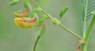 Image result for Aeschynomene