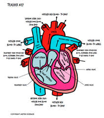 They photocopy well and are great for use as a labeling and coloring exercise for your students. Valentine S Day Cardiovascular Human Heart Coloring Sheet Bill Nye Guide 6 8th