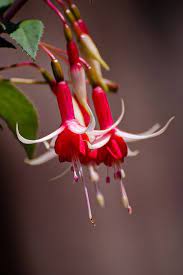 Photography Fuchsia Flower Flowers Fuchsia