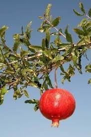Growing pomegranate trees in containers. 10 Pomegranate Tree How To Grow Ideas Pomegranate Tree Fruit Trees