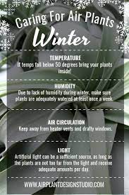 Frequently Asked Air Plant Questions Air Plants Care Air Plants Air Plants Decor