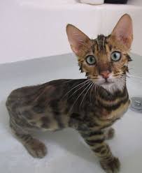 This is where you will temporarily feed your. How To Treat Cats With Allergies Cat Allergies Cat Care Cats