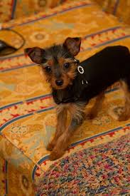 Miniature Black And Brown Yorkie Img 9145 Yorkie Yorkie Poo Cute Dogs