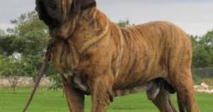Yasaklamis Kopek Irklari Foto Galerisi 6 Kopek Kopek Turleri Bullmastiff