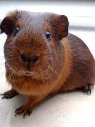 Zechrey M Zechrey - Profile Pinterest