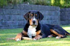Ein wachsamer begleiter mit einem imposanten erscheinungsbild, wird als vielseitiger und robuster arbeitshund sowie als familienhund geschätzt. Schweizer Sennenhund Die Rasse Info Herz Fuer Tiere De