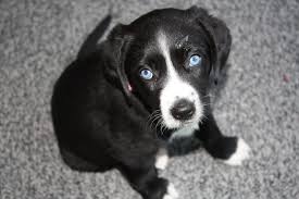 Black And White Lab Mix Rescuing A Lab Beagle Mix Beagle Mix Puppies Lab Mix Puppies Beagle Lab Mixes