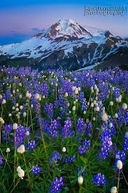 Blue flowers in washington state. Mount Baker Wildflower Season Wild Flowers Beautiful Landscapes Beautiful Nature