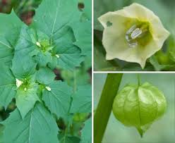 Image result for Physalis angulata