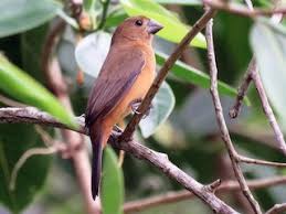 Image result for Morinda angolensis