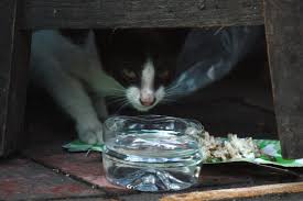 Download now 60 gambar mewarnai seru bagus dan mudah untuk anak lengkap. Cerita Para Penyelamat Kucing Jalanan Di Jogja Mongabay Co Id Mongabay Co Id