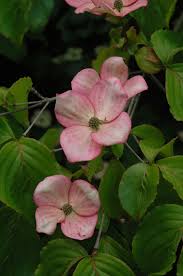 Check spelling or type a new query. Stellar Pink Flowering Dogwood Cornus Stellar Pink In Vancouver Victoria Burnaby Penticton Coquitlam British Columbia Bc At Gardenworks